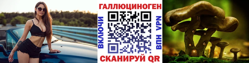 Купить закладки  Сураж  Галлюциногенные грибы GOLDEN TEACHER 